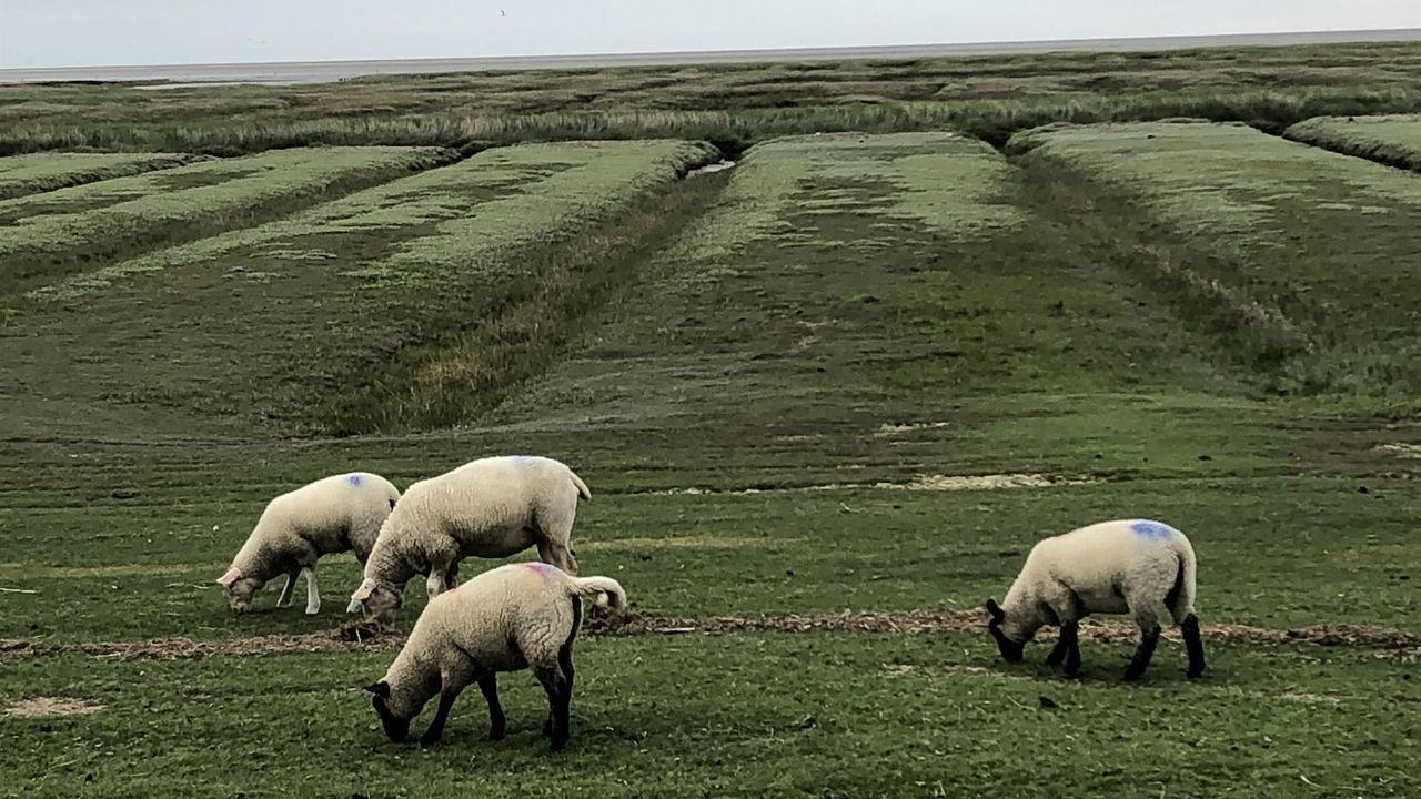 Lämmer auf den Salzwiesen in Westerhever Lämmer auf den Salzwiesen in Westerhever